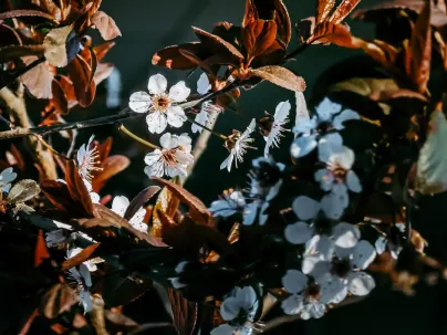 Kineko Kaszinó Mobilalkalmazás